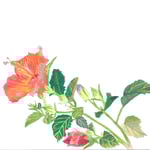 1949「ハイビスカス」作者：中島美知代