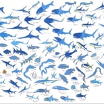 高井夏樹 深海魚群