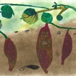 渡辺 土に眠るさつま芋