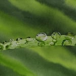 1476：露：おゆみ