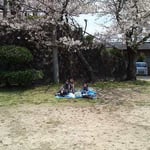 桜の下でお弁当。今日はタンドリーチキンと、コールスローサンドでした。