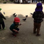 鳩さんにパンあげてます