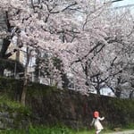 桜吹雪の中をかけぬけて～