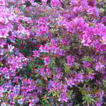 大変美しいです。