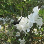 白い花に黒いアゲハ蝶が止まっています。