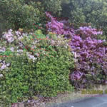 今年の葛城ゴルフクラブのツツジは例年にも増して見事です。