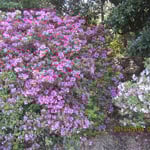 毎年訪れてツツジを眺めたいものです。