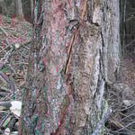 Abattage délicat (arbre fendu).