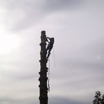  Abattage par démantèlement sur pied.