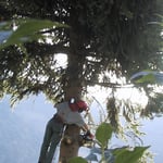  Abattage par démantèlement sur pied.