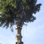  Abattage par démantèlement sur pied.