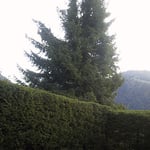  Abattage par démantèlement sur pied.