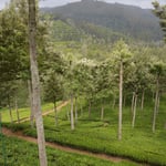 Teeanbau in Sri Lanka