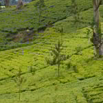 Teeplantage in Sri Lanka, Nuwara Eliya