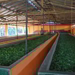 Welktröge für Teeblätter in Sri Lanka, bei Fort Galle