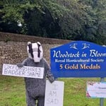 Sad Badger in Woodstock