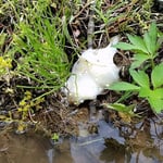 シュレーゲルアオガエルの卵塊