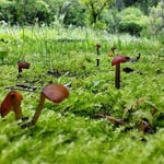 里山の森の足下には、苔や幼樹のスモールワールドが！