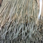 茎が太くて立派です。