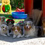 Mini-Aussie Candy mit ihren Welpen