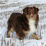 Australian Shepherd Mini Rüde