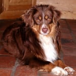 Red Tri Mini Aussie Rüde