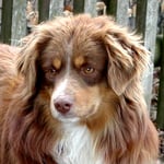 Mini Aussie Rüde Red Tri