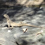 ... et on en voit un juste en dessous, un peu en retrait 