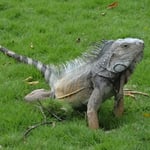 A Guyaquil, dans le parc Bolivar