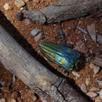 Une punaise colorée