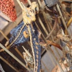 Une sorte de lézard