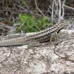 Un petit lezard de lave