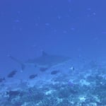 Un requin pointe blanche du récif, souvent un peu plus curieux