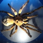 Au musée d'Histoire Naturelle d'Auckland