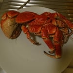 Le même, une fois cuit