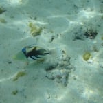 Une espèce de baliste