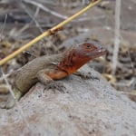 Un autre lézard de lave