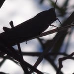 Presque aussi grand qu'une main