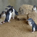 Little Pinguins