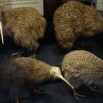 Des kiwis