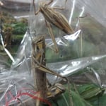 Il faut bien les nourrir, ces oiseaux