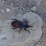 En visitant des ruines