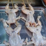 Des grenouilles géantes