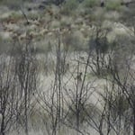 Dans les fourrés, un kangourou venant de s'enfuir