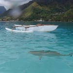 Requin à pointe noire, observé les pieds dans l'eau, autour de notre pirogue comme tant d'autres