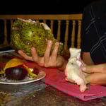 Le corossol, un fruit nouveau