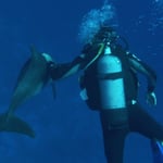 Fred et un bébé dauphin