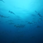 Des requins-marteaux, à Darwin