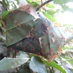 Nid de fourmis rouges