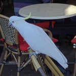 Un cockatoo